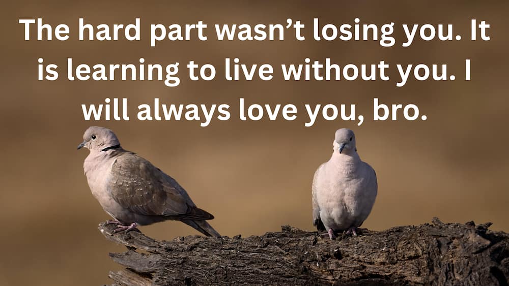 120+ miss you sister quotes, messages, and texts to show your love