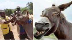 Marsabit: Moyale Residents on Spot for Feeding Donkeys Bhang to Enhance Performance