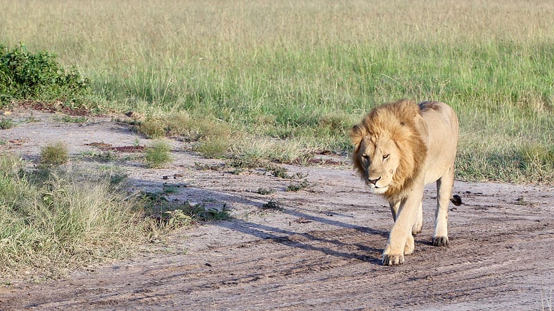 Lion strays from Tsavo West National Park, kills child in Taita Taveta
