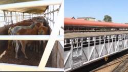 Kenya Railways Transports 311 Cows, 89 Calves from Longonot to Emali for Greener Pastures