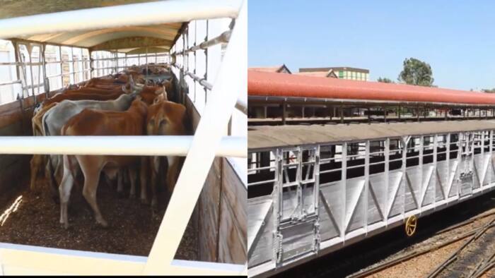 Kenya Railways Transports 311 Cows, 89 Calves from Longonot to Emali for Greener Pastures