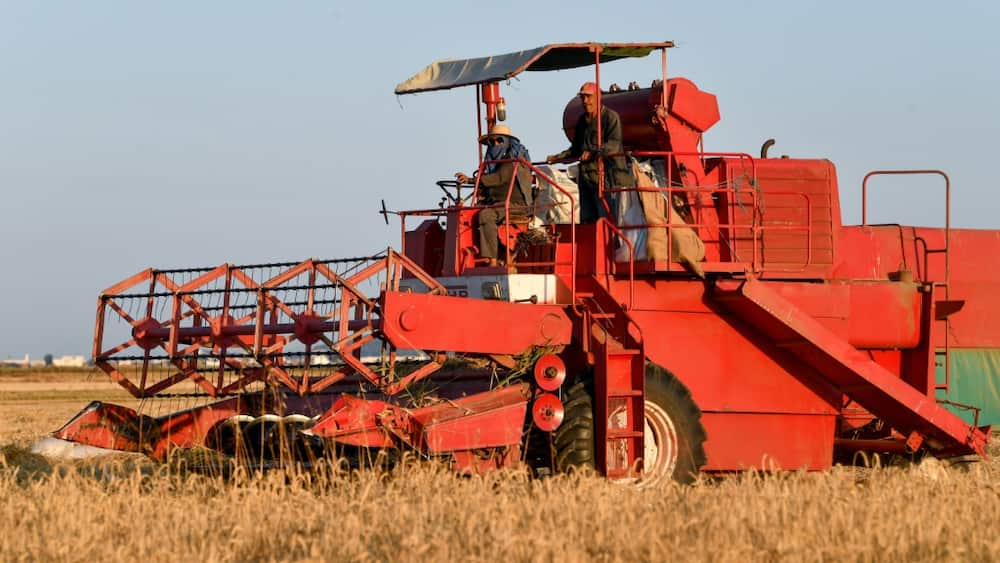 A farmer drives a harvester through a wheat field in the Cebalet Ben Ammar region, north of the capital Tunis