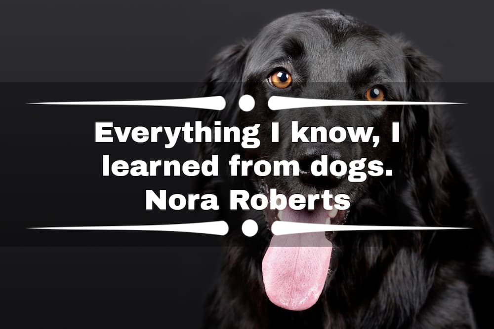 100+ funny dog captions for Instagram 100+ funny dog captions for Instagram