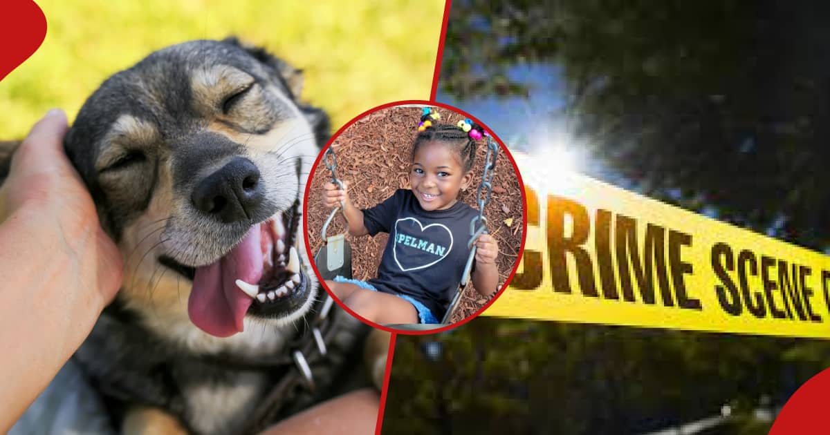 3-year-old baby, 2 adults killed following disagreement during sale of dog
