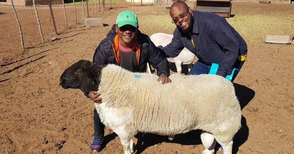 Bernard Njaramba is the founder of Amagoh Dorpers Stud.