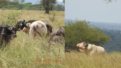 Rare White Buffalo Spotted in Tanzanian National Park, Attracts Tourists