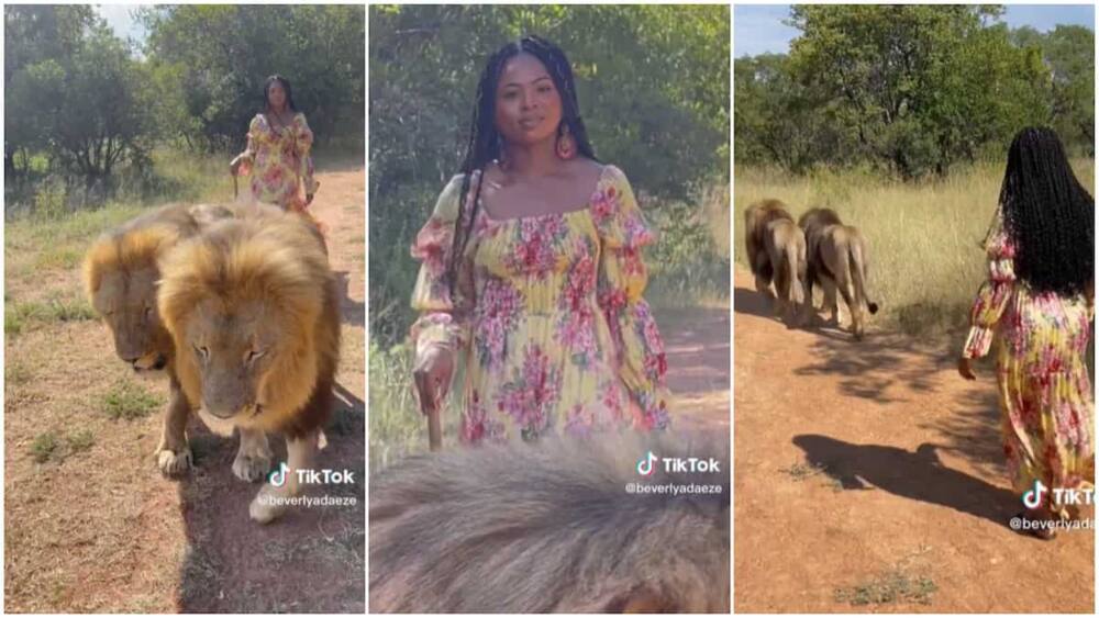 Walking lions/lady showed no fear.