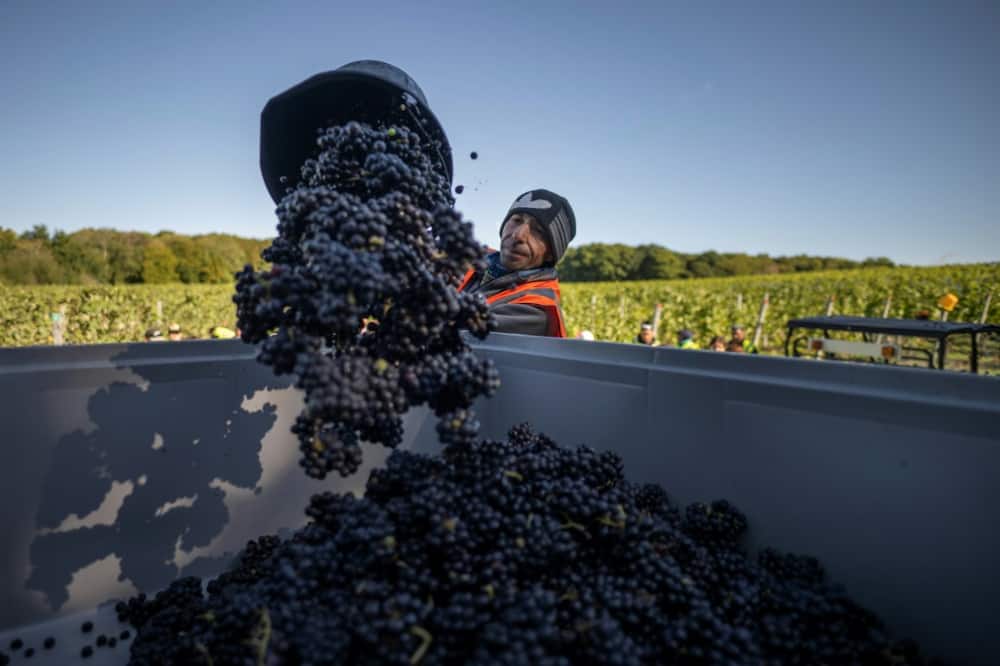 While growing, UK vineyards are however dwarfed on the international stage, covering a total of 3,800 hectares -- or about one tenth of France's champagne-producing region