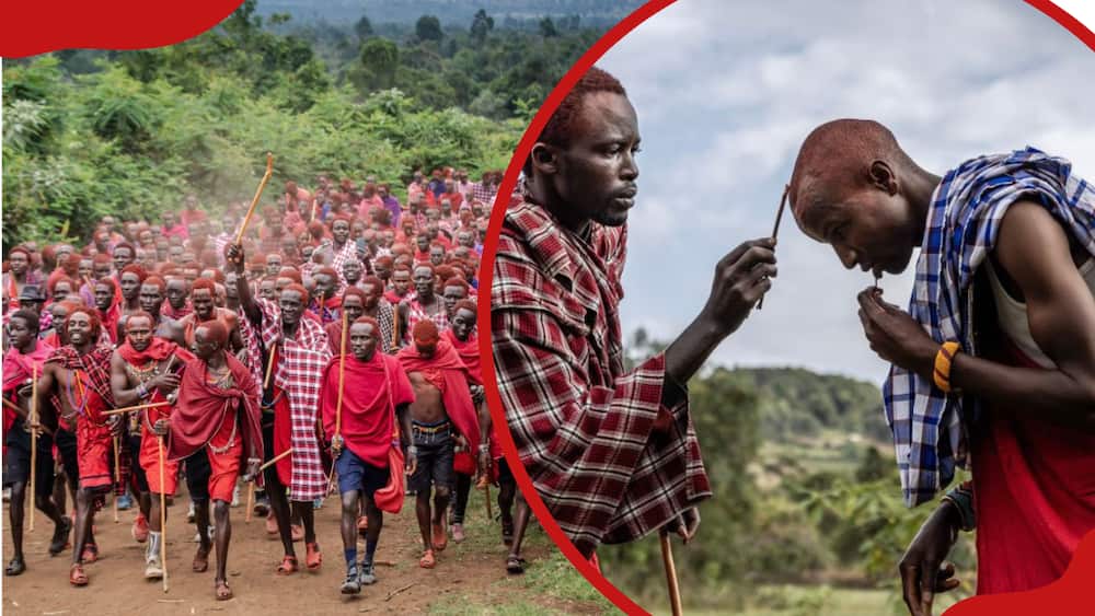 Hundreds of young Maasai men wearing traditional clothes and red ochre pigment on their heads walk together while heading to the start of the Eunoto ceremony.