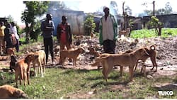 Lubao Market: Western Kenya Traders Eke out a Living by Selling Dogs