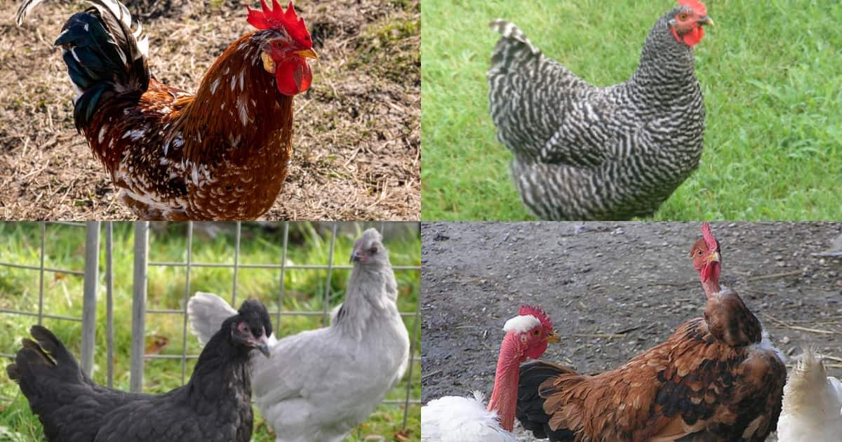 Masakatalafu: Meaning Behind Chicken Naming in the Luhya Community ...