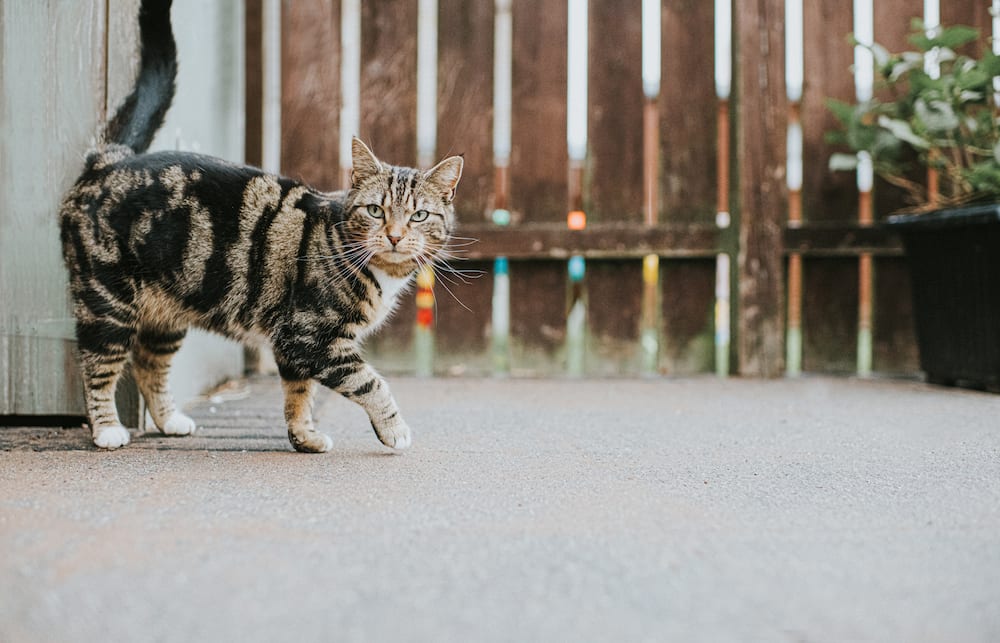 A tabby cat is walking on a paved ground