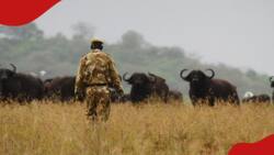 8 Buffaloes Struck to Death by Electricity after Bars Carrying High-Voltage Power Lines Collapse