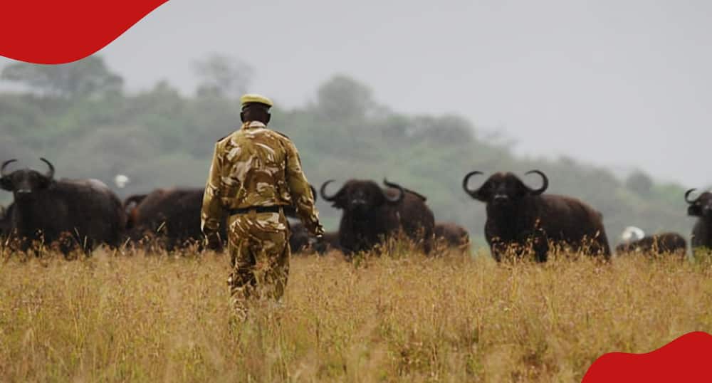 A Kenyan Wildlife Service ranger with a herd of buffaloes.
