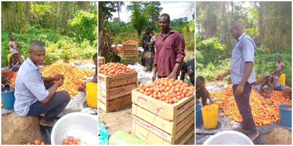 Mixed reactions as man shows off the bountiful tomatoes harvest