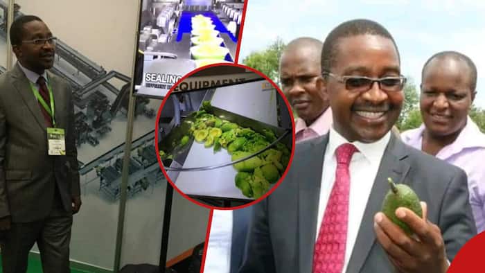 Mwangi wa Iria: It's Absurd and Backward to Impose Taxes on Avocado Production