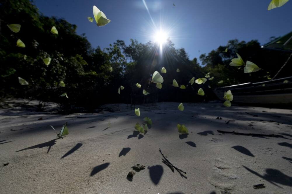 The Amazon, the largest rainforest on Earth is still largely unexplored by science but assailed by deforestation for farming, mining and illegal timber extraction