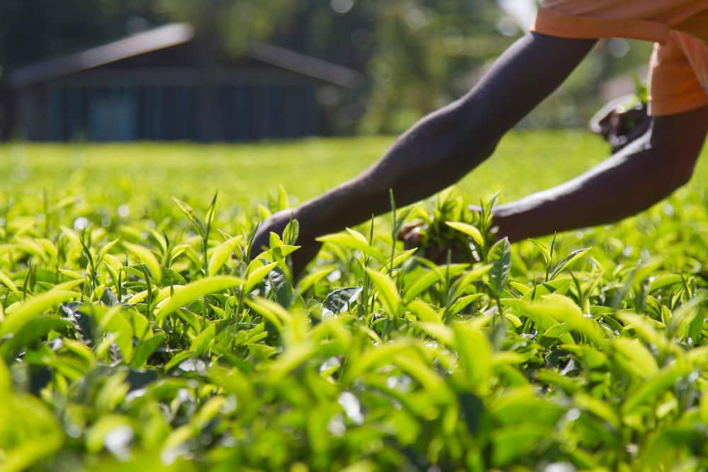 A farmer picking tea in Meru