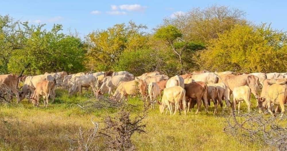 Garissa Township MP Aden Duale took a break from political campaigns to look after his cattle.