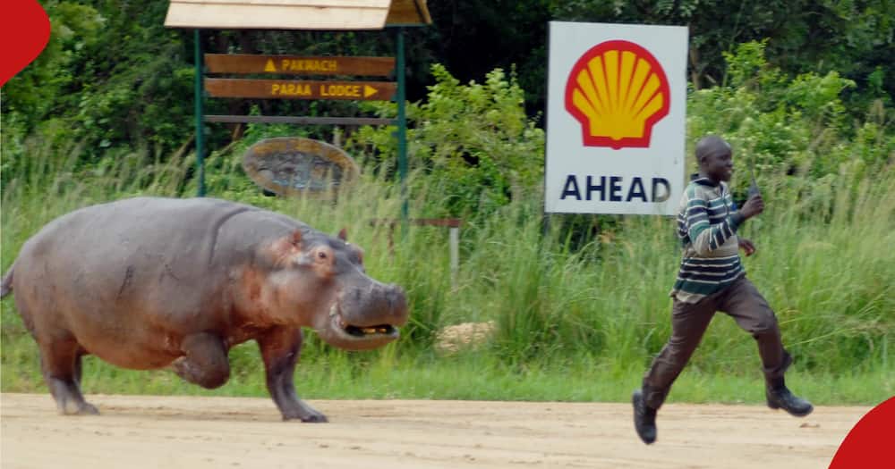 A file photo of a hippopotamous chasing a man used for illustartion.