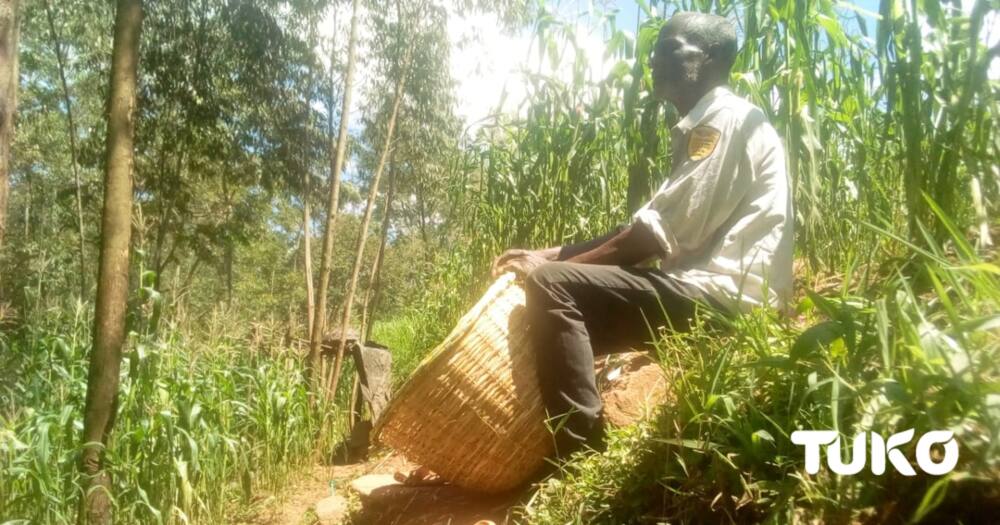 Monkeys play hide and seek games in Vihiga county.