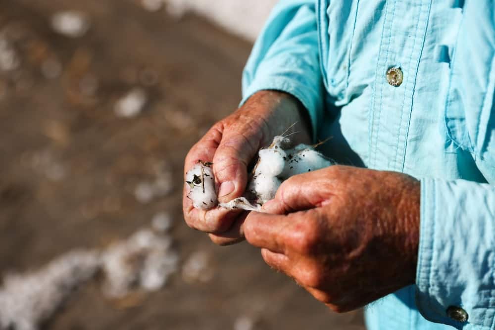 Fourth-generation farmer Steve Patman holds cotton while his staff harvests the crop from a 140 acre field in Ellis County, near Waxahatchie, Texas, on September 19, 2022