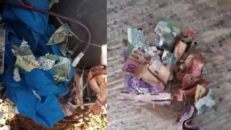 Kenyan man in pain after mice devoured savings he hid under mattress