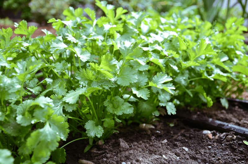 Dania farming in Kenya How to grow coriander and profit per acre