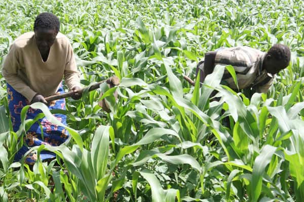 Bad news to maize farmers as government rules out fertliser subsidy