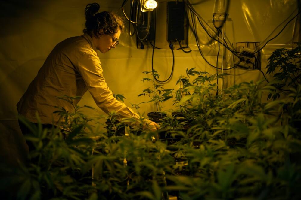 A cannabis grower at a club in Montevideo tends to plants in an indoor greenhouse that uses artificial light