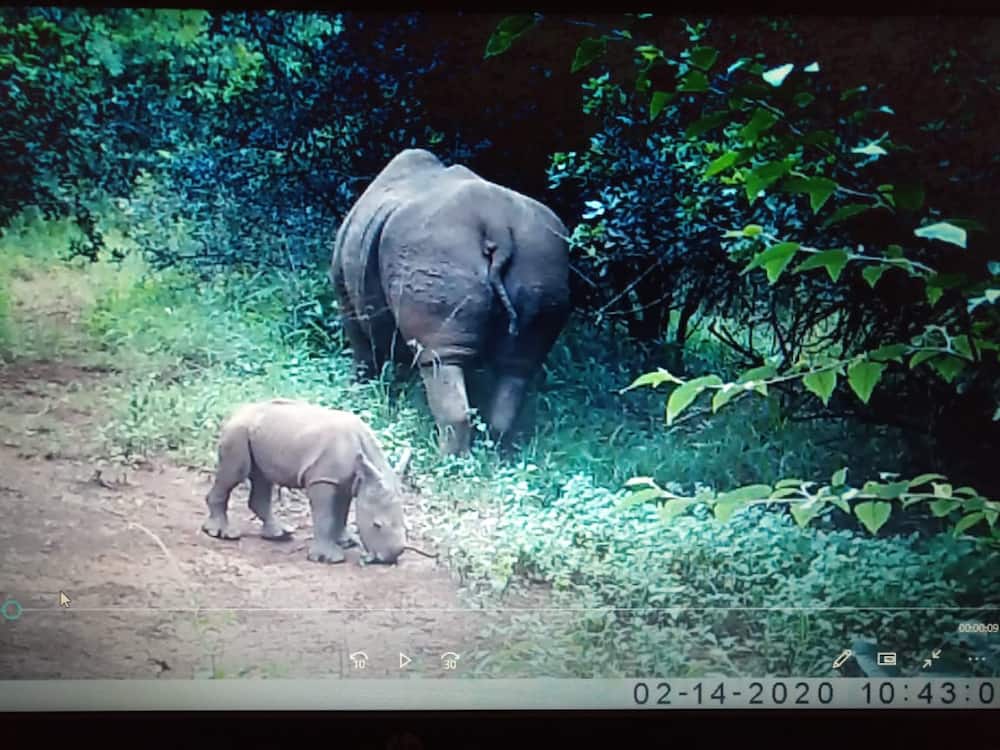 Joy as baby white rhino is born at Nairobi National Park
