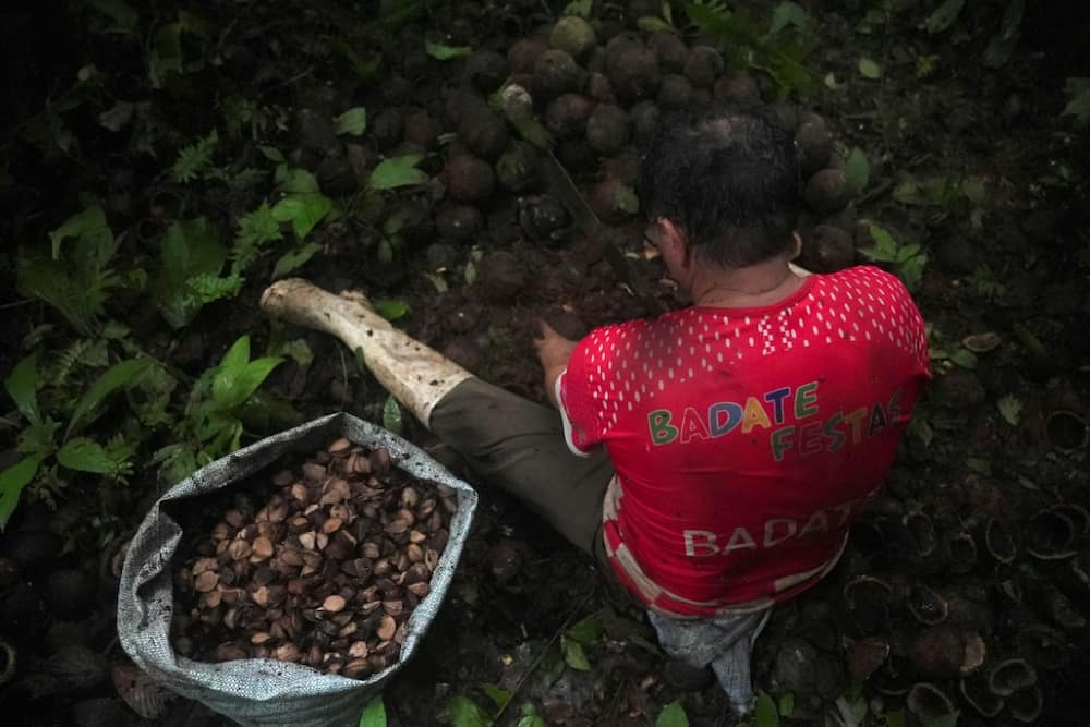 Some 80,000 Indigenous families make a living from Brazil nut collection in the Bolivian Amazon