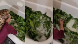 Woman Washing Sukuma Wiki in Bathtub Goes Viral in Video, Netizens Slam Her