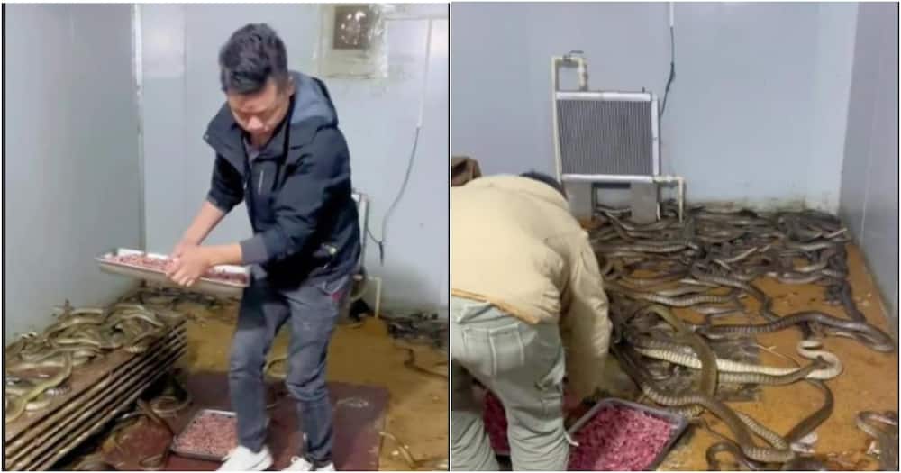 Un video de un hombre alimentando a cientos de serpientes dentro de una habitación se vuelve viral en TikTok: «Come mucho»