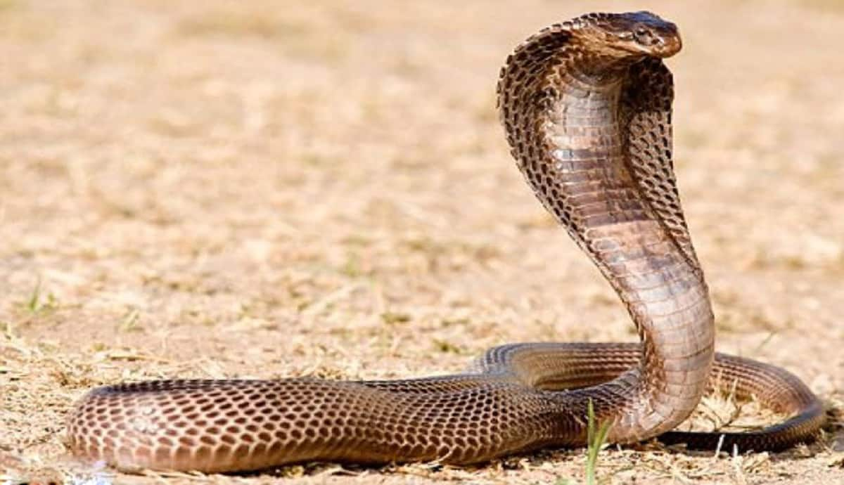 snakes-in-kenya-7-most-common-types-you-ll-encounter