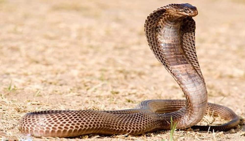 types of snakes in Kenya