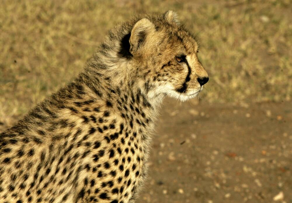 The cheetah is considered vulnerable under the IUCN Red List of Threatened Species