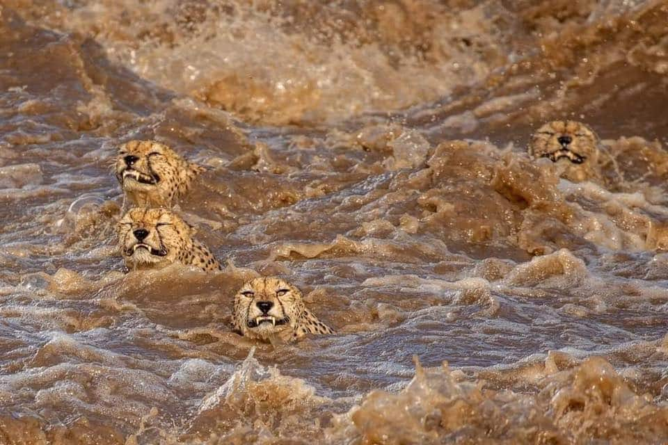 Five cheetah brothers warm hearts around world after safely crossing flooded river in Maasai Mara