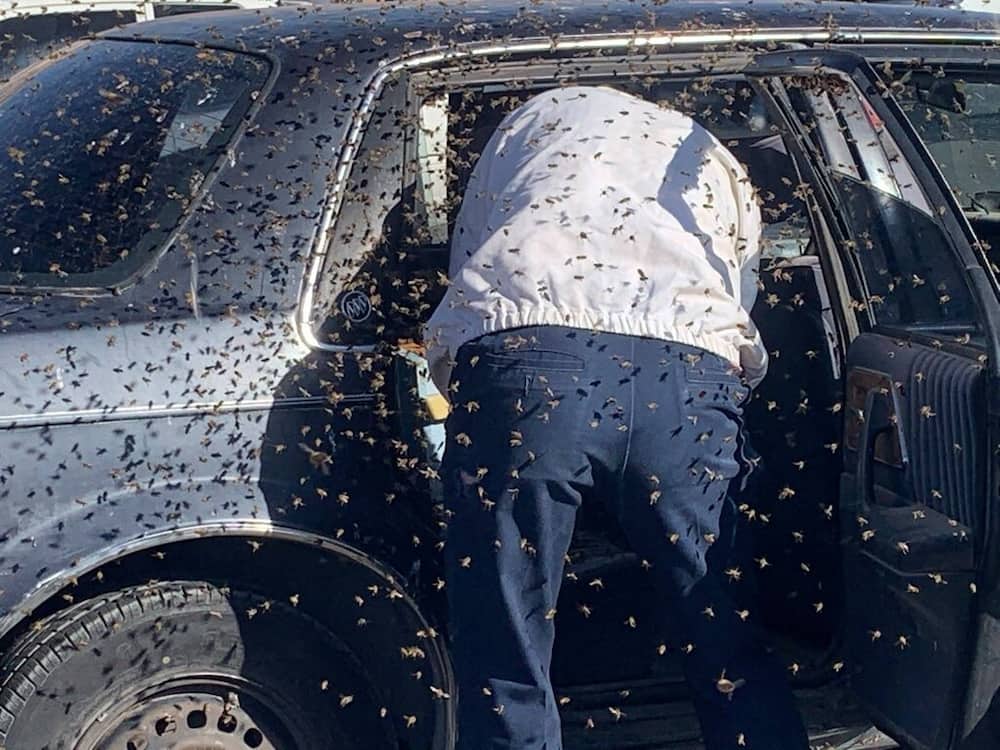 Man returns from shopping trip to find 15,000 bees in his car