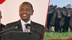 William Ruto Imports 40 Heifers and 15 Bulls from Zimbabwe after 2-Day State Visit