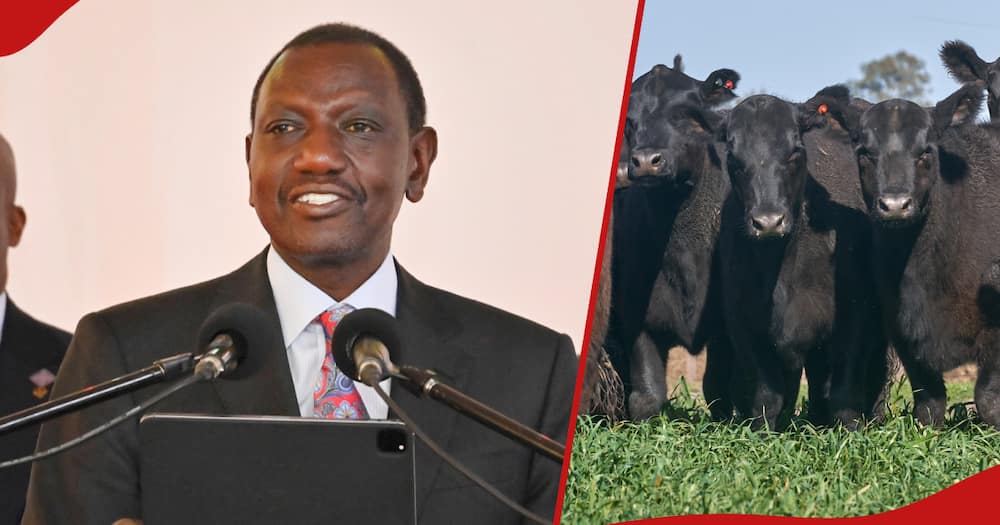Ruto speaking during the Zimbabwe International Trade Fair (ZITF) in Bulawayo and picture illustration of bulls.