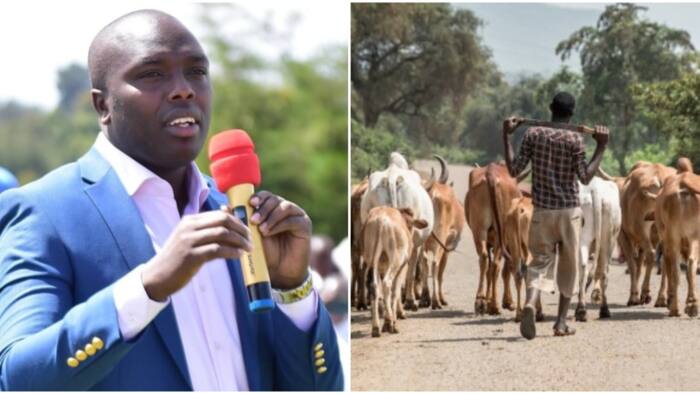 MP Gideon Kimaiyo Asks Interior CS to Name Financiers of Cattle Rustling: "We're Waiting"