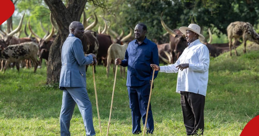 Raila Odinga and William Ruto were hosted in Uganda by President William Ruto.