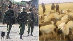 Laikipia: Police Recover 2 AK47 Rifles, 82 Sheep as Anti-banditry Operation Intensifies