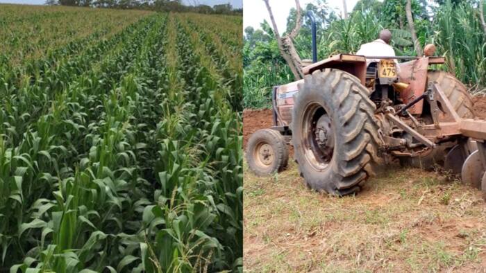 Tough Times for Farmers as Fertiliser, Ploughing Prices Skyrocket