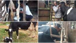 Meru Graduate Earns KSh 8k Daily from Dairy Farming: "Got a Bond with Cows"