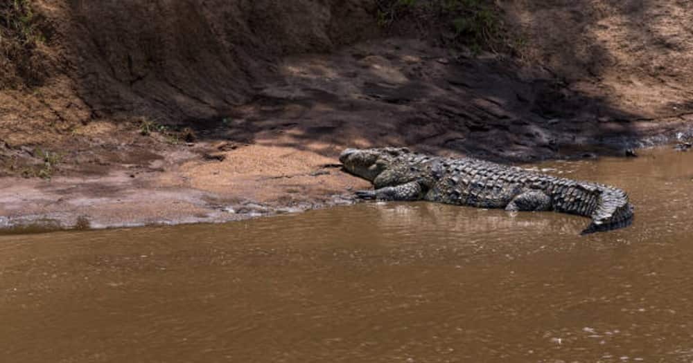 A Nile crocodile resting in the Mara River. Photo: Getty Images.