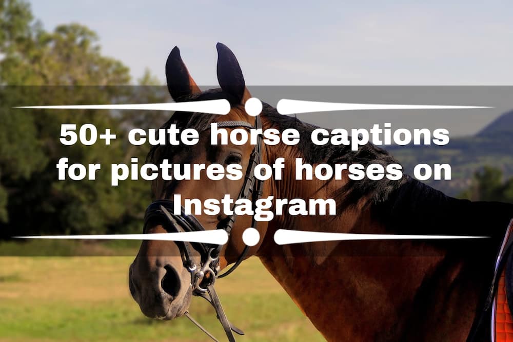 50+ cute horse captions for pictures of horses on Instagram Tuko.co.ke