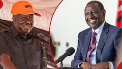 William Ruto Responds to Harvard Student Asking About Taxation: "You've Been Talking to Opposition"