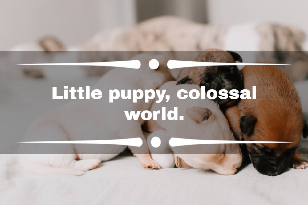 100+ puppy Instagram captions for dogs that are just cute 100+ puppy Instagram captions for dogs that are just cute